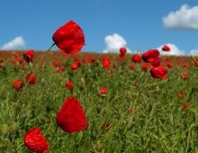 un campo di papaveri in fiore