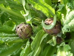 precoce di chioggia