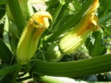 zucchine sulla pianta