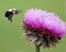 un'ape che vola vicino a un fiore