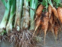 carote e sedani biologici