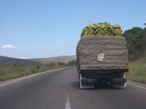 trasporto di vegetale con i camion