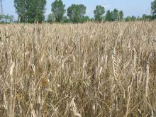 un campo di farro