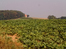 un campo di lattuga