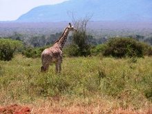 paesaggio africano con giraffa