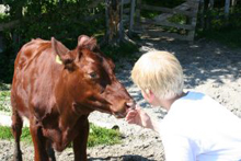 un bimbo offre da mangiare a un vitello