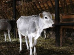vitello di vacca podolica