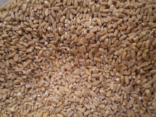 farro perlato