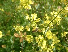 primo piano del fiore di una pianta di senape