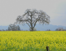 campo di piante di senape