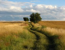 campo di grano