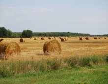 campo agricolo