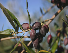 olive nere
