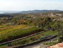 un panorama dei vigneti del carso