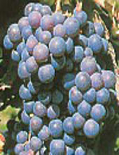 grappolo d'uva di nerello mascalese