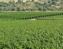 panorama di vigneti a ragusa