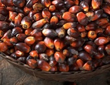 semi di cacao Fairtrade