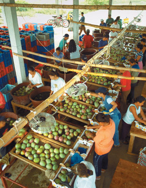 lavoratori impegnati nella raccolta della frutta Fairtrade