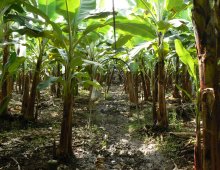 piantagione di banane in ecuador