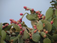 fichi d'India sulla pianta