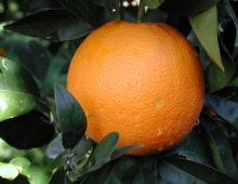 arancia di ribera