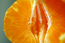 Spicchi di arancia