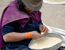 una donna dell'ecuador prepara i chicci di quinoa