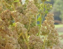 la pianta della quinoa