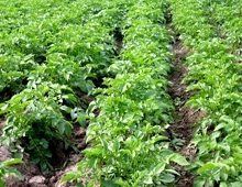 piante di patate