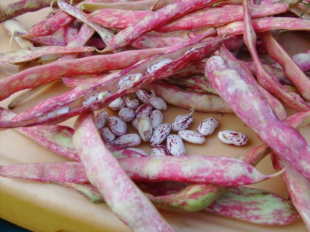 fagioli cannellini