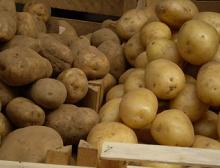 patate novelle e normali a confronto