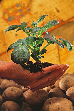 pianta di patata
