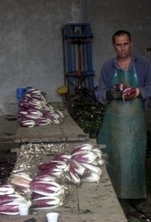 la lavorazione del radicchio trevigiano