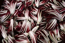 radicchio trevigiano, foto di mijo-itö da Flickr