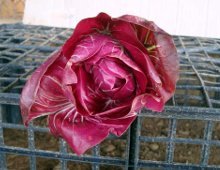 radicchio 