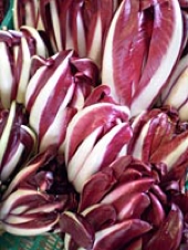 radicchio trevigiano