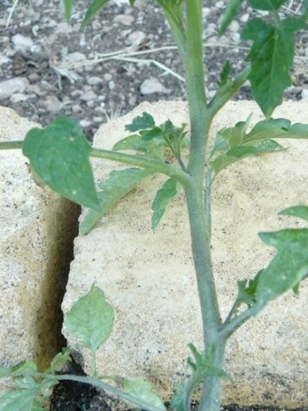 cacchio del pomodoro