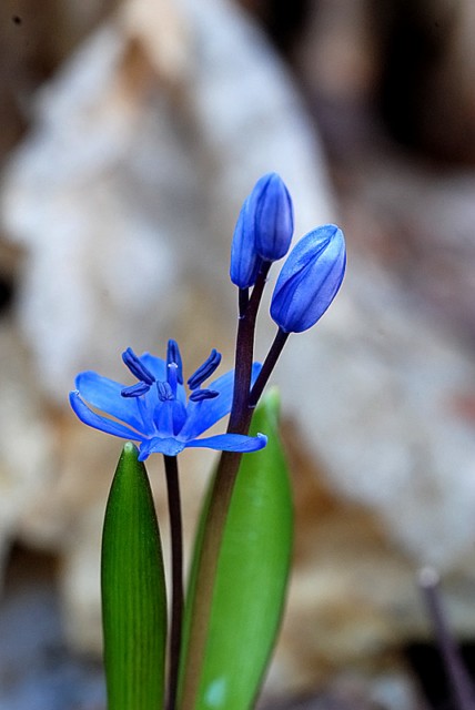 Fiori al vivaio delle naiadi