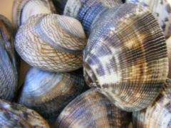 vongole veraci