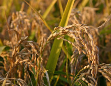 pianta del riso