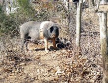 un maiale si aggira allo stato semi brado