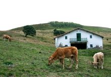 una fattoria con due vitelli in primo piano