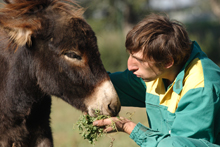 un ragazzo disabile offre da mangiare a un cavallo