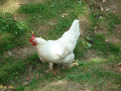 gallo bianco