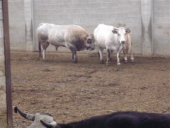 Mucche di razza Piemontese