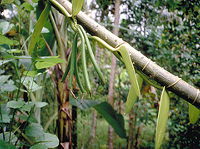 albero di vaniglia