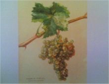 illustrazione di un grappolo d'uva