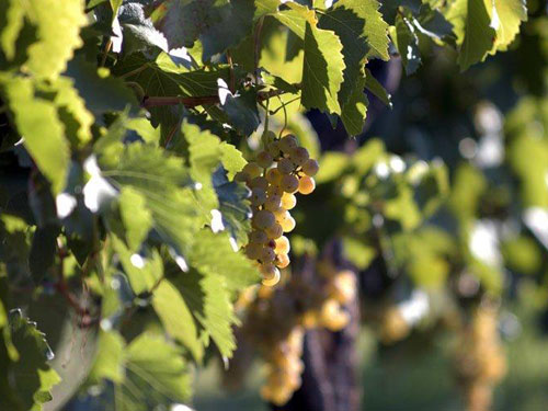 grappoli di uva gialla