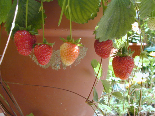 fragole a grappolo in un vaso