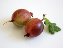 due bacche di uva spina